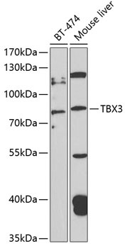 TBX3 Antibody