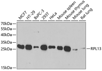 RPL13 Antibody