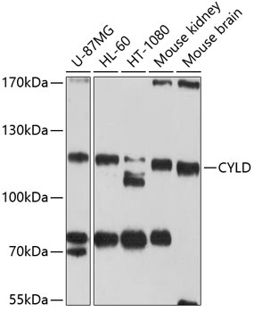 CYLD Antibody