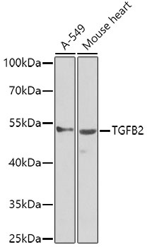 TGFB2 Antibody