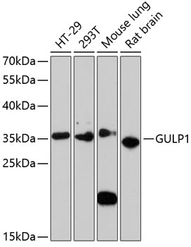 GULP1 Antibody