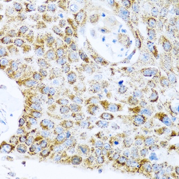 LRPPRC Antibody