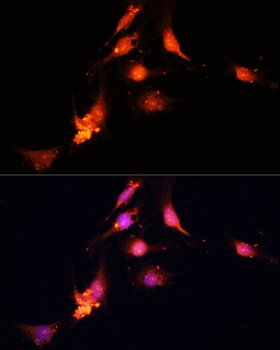 SUV39H1 Antibody