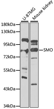 SMO Antibody