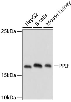 PPIF Antibody