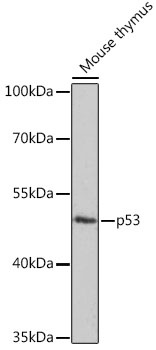 p53 Antibody
