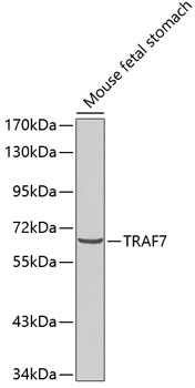 TRAF7 Antibody