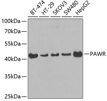 PAWR Antibody