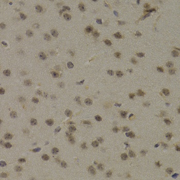 PAWR Antibody