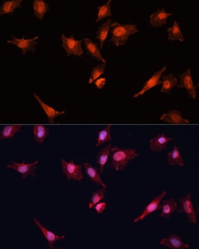 KLF5 Antibody