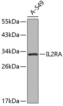 IL2RA Antibody