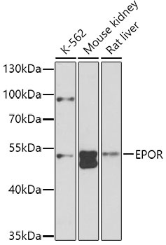 EPOR Antibody