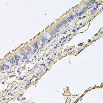 EPOR Antibody