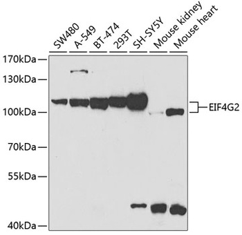 EIF4G2 Antibody