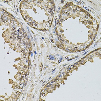 Cyclin A2 Antibody