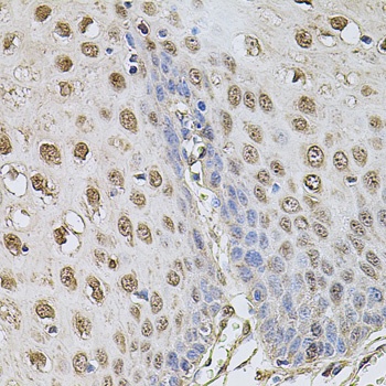 Cyclin A2 Antibody