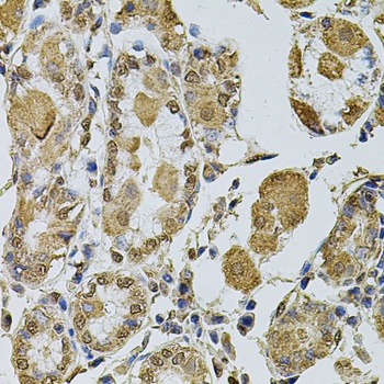 Cyclin A2 Antibody