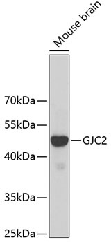 GJC2 Antibody