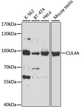 CUL4A Antibody