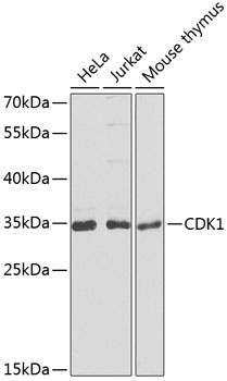 CDK1 Antibody