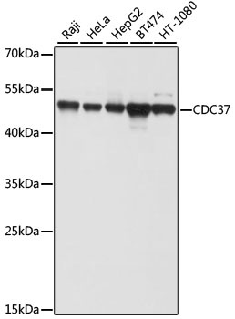 CDC37 Antibody