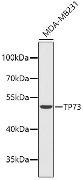 TP73 Antibody