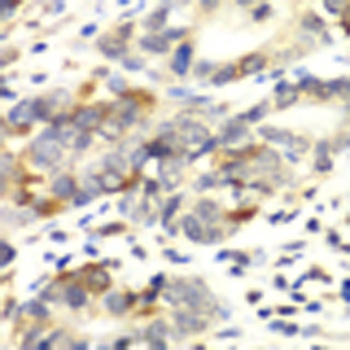 APLP1 Antibody