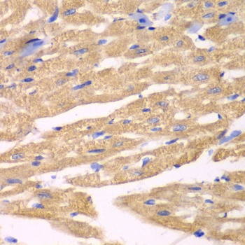 APLP1 Antibody