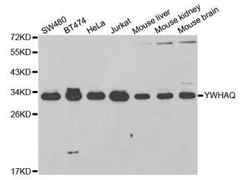 YWHAQ Antibody