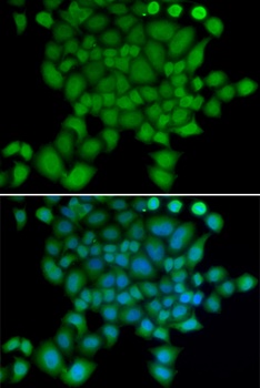NEDD9 Antibody