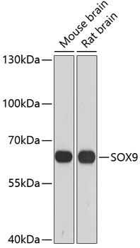 SOX9 Antibody
