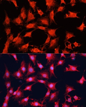 mTOR Antibody