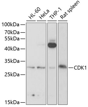 CDK1 Antibody