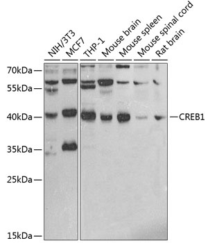 CREB1 Antibody