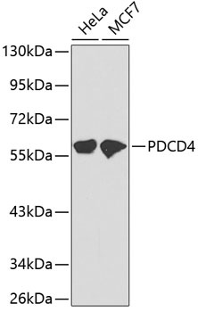 PDCD4 Antibody