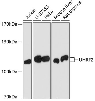Uhrf2 Antibody