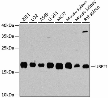 UBE2I Antibody