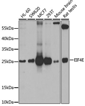 EIF4E Antibody