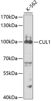 CUL1 Antibody