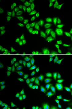 CUL1 Antibody