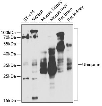 Ubiquitin Antibody