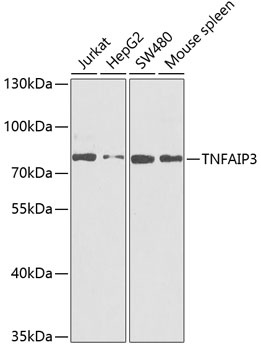 TNFAIP3 Antibody