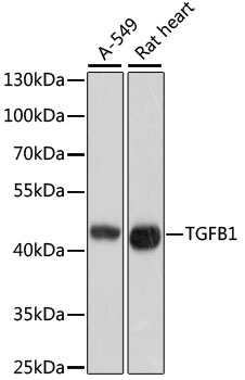 TGFB1 Antibody