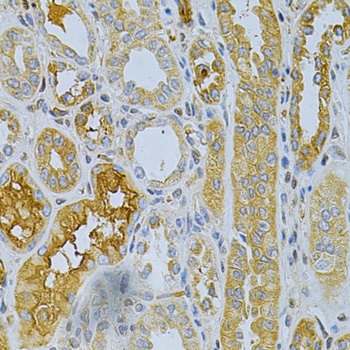 TNFRSF11B Antibody