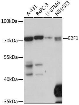 E2F1 Antibody