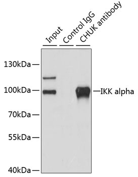 IKK alpha Antibody