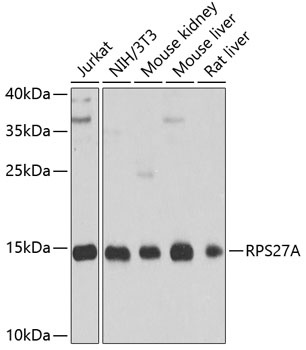 RPS27A Antibody
