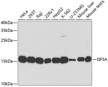 EIF5A Antibody