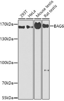 BAG6 Antibody