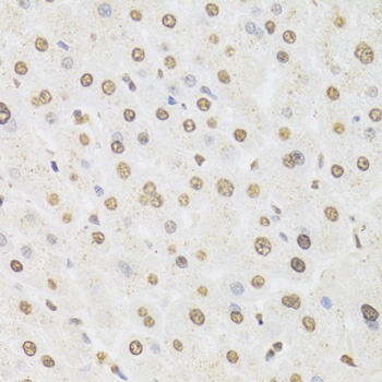 HNRNPD Antibody